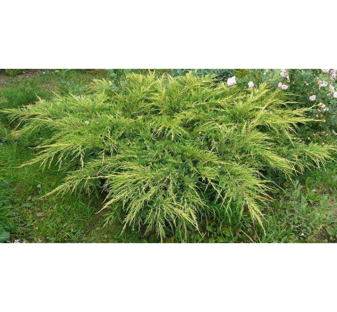 Можживельник средний Mordigan Gold, 3 л D 25-35 см