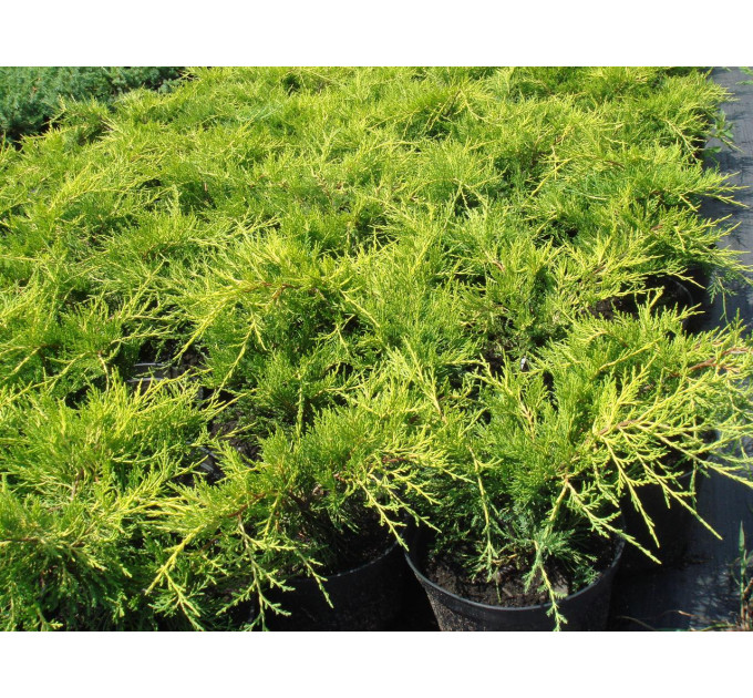 Ялівець середній Old Gold (Олд Голд), контейнер 3 л D 20-25 см