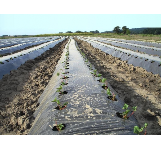 Мульчевальная пленка Sotrafa с перфорацией 25*30 см, рулон 1,2*1000 м