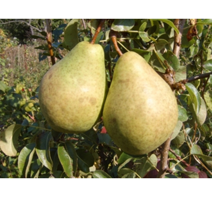 Груша осенняя сорт Бере Люка, подвой ВА-29