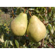 Груша осенняя сорт Бере Люка, подвой ВА-29