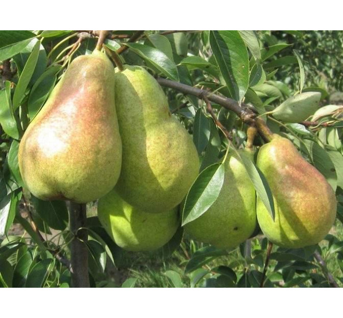 Груша осенняя сорт Бере Люка, подвой ВА-29