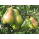 Груша осенняя сорт Бере Люка, подвой ВА-29