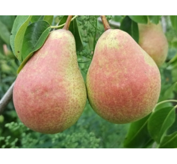 Груша осенняя сорт Дербаралью RX-12/47, подвой ВА-29