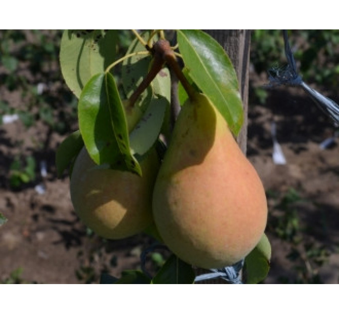 Груша осенняя сорт Дербаралью RX-12/47, подвой ВА-29