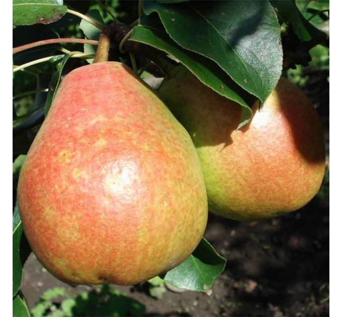 Груша осенняя сорт Дербаралью RX-12/47, подвой ВА-29