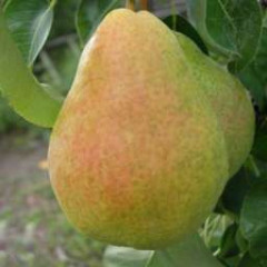 Саженцы груши осенней сорт Говерла, подвой ВА-29