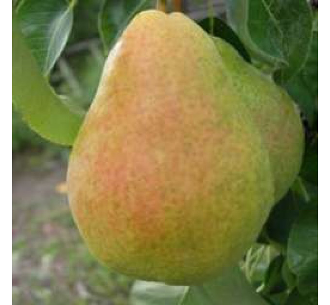 Саженцы груши осенней сорт Говерла, подвой ВА-29