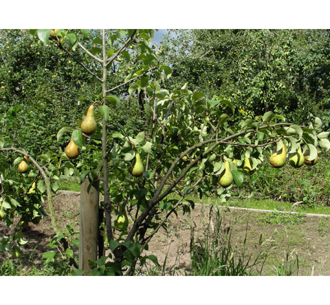 Саженцы груши осенней сорт "Конференция", подвой ВА-29