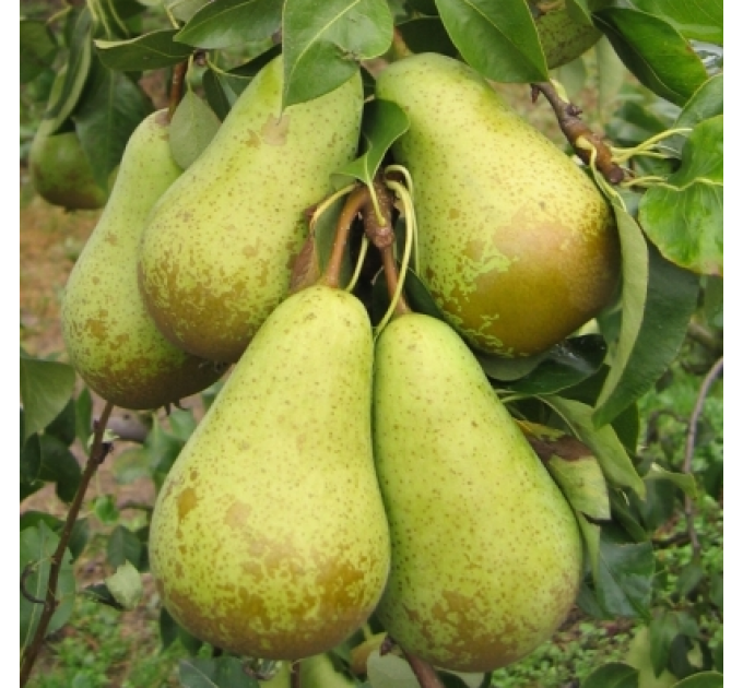 Саженцы груши осенней сорт "Конференция", подвой ВА-29