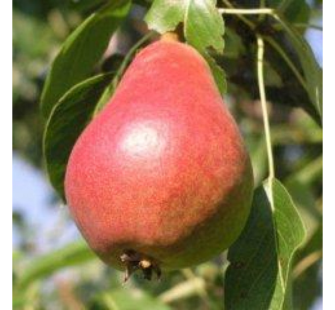 Груша осенняя сорт Мадам Балле, подвой ВА-29