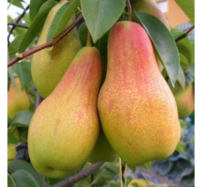 Груша осенняя сорт Мадам Балле, подвой ВА-29