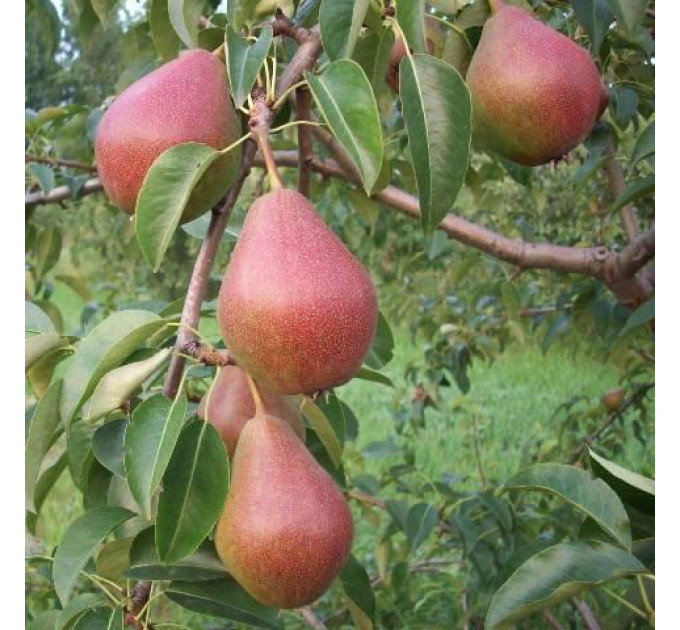 Груша осенняя сорт Мадам Балле, подвой ВА-29