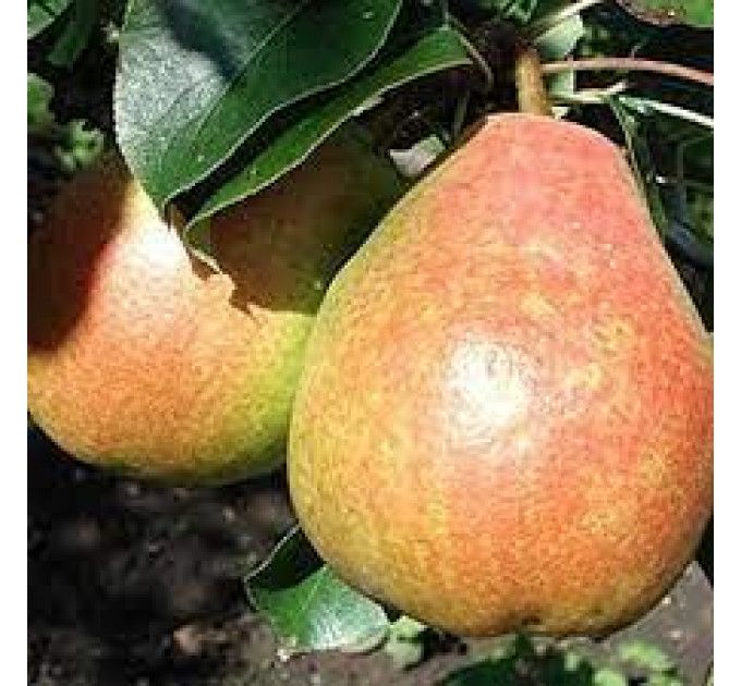 Груша сорт Бархат