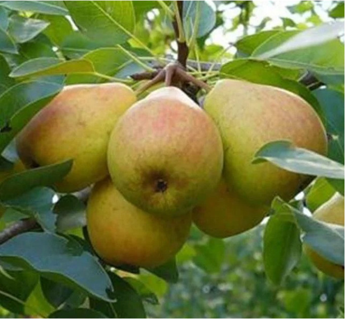 Груша сорт Бархат