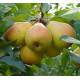 Груша сорт Бархат