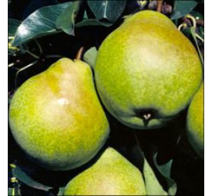 Груша сорт Бархат