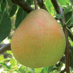 Груша сорт Бархат