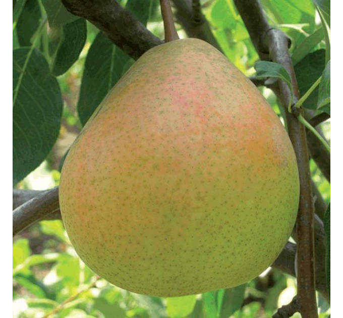 Груша сорт Бархат