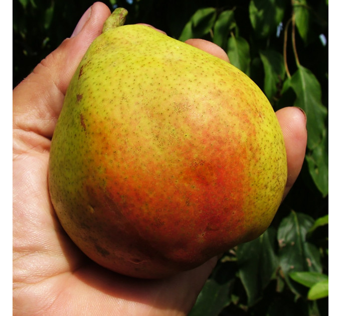 Груша осенняя сорт Николай Крюгер, подвой ВА-29