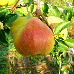 Груша осенняя сорт Николай Крюгер, подвой ВА-29