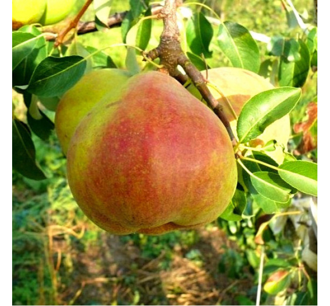 Груша осенняя сорт Николай Крюгер, подвой ВА-29