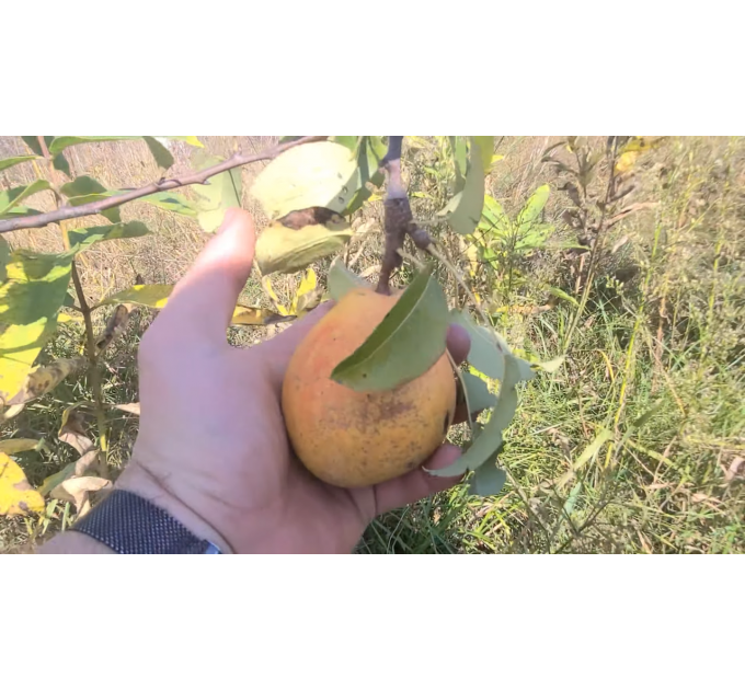 Груша осенняя сорт Николай Крюгер, подвой ВА-29