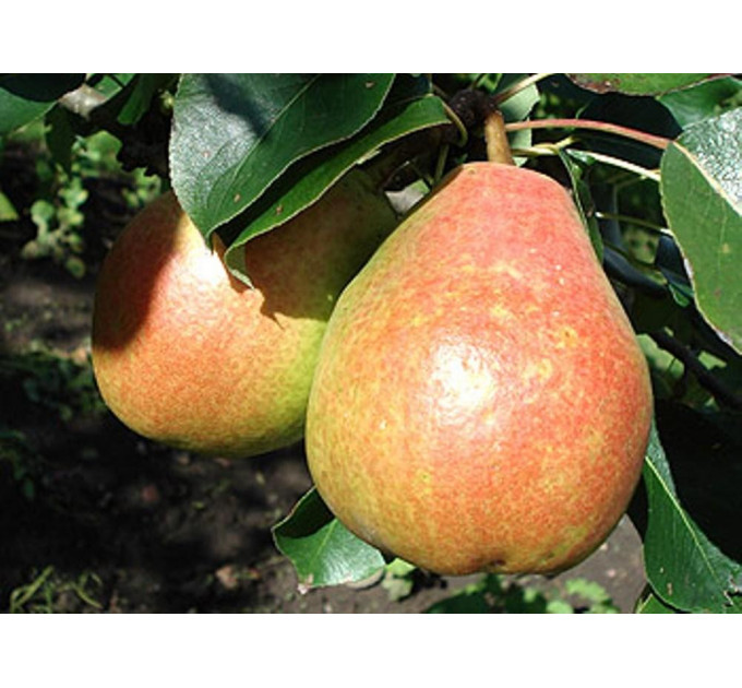 Груша осенняя сорт Николай Крюгер, подвой ВА-29