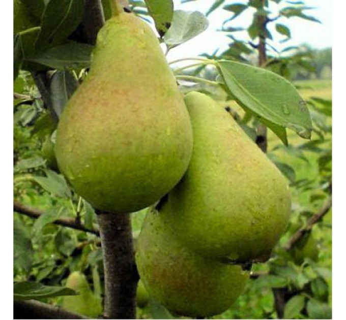 Саженцы груши сорта Ноябрьская, подвой ВА-29