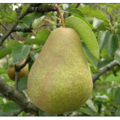 Саженцы груши осенней сорт Выжница, подвой ВА-29