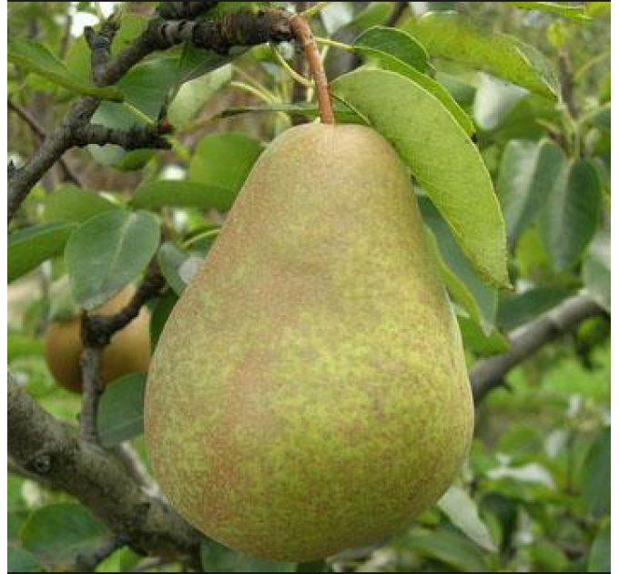 Саженцы груши осенней сорт Выжница, подвой ВА-29