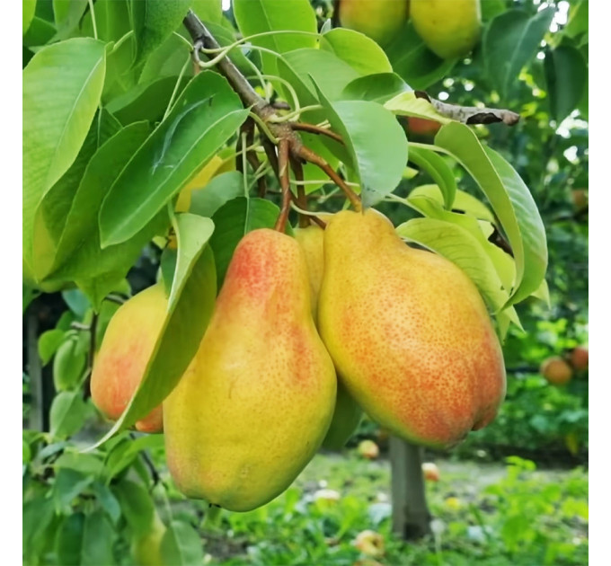 Саженцы груши Талгарская Красавица, осенней сорт подвой ВА-29