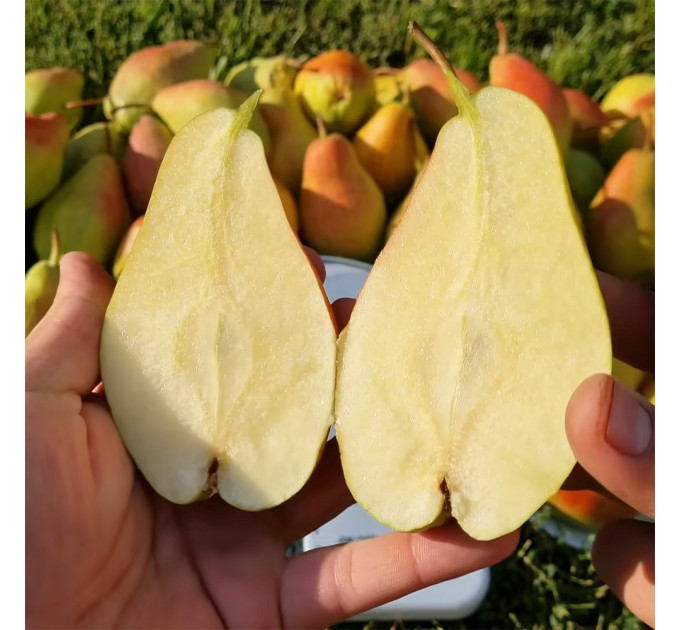 Саженцы груши Талгарская Красавица, осенней сорт подвой ВА-29