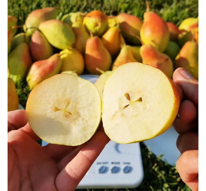 Саженцы груши Талгарская Красавица, осенней сорт подвой ВА-29