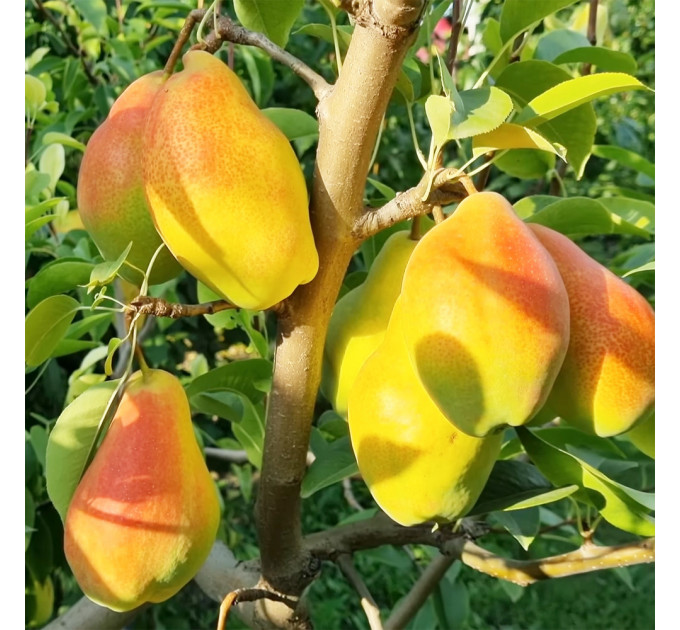 Саженцы груши Талгарская Красавица, осенней сорт подвой ВА-29