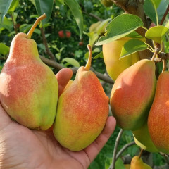 Саженцы груши Талгарская Красавица, осенней сорт подвой ВА-29