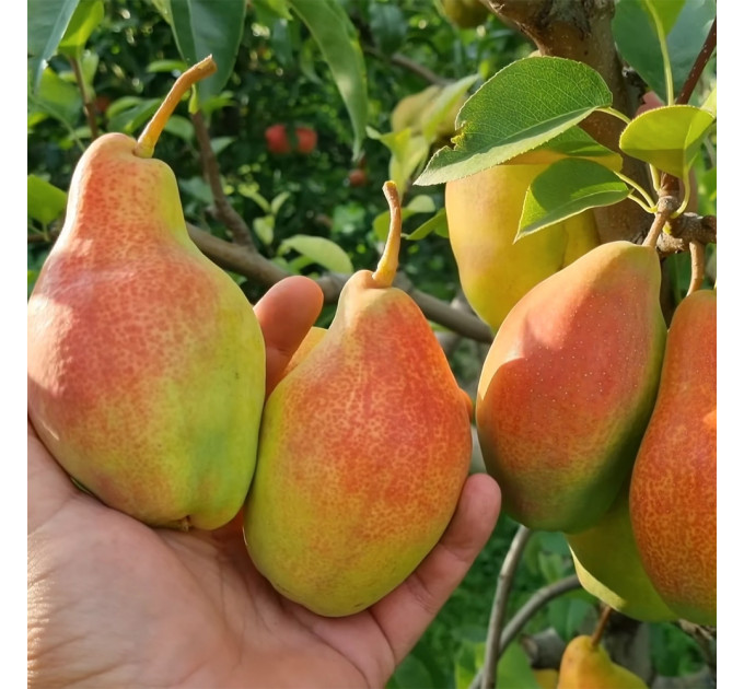 Саженцы груши Талгарская Красавица, осенней сорт подвой ВА-29