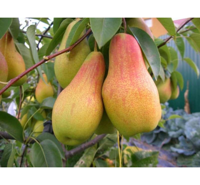 Саженцы груши Талгарская Красавица, осенней сорт подвой ВА-29