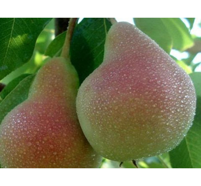 Груша осенняя сорт Блютберне, подвой ВА-29