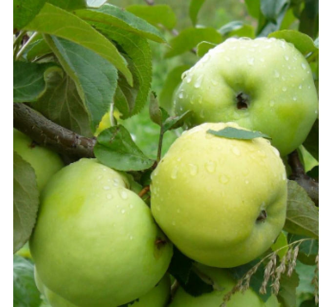 Саджанці яблуні осінньої сорт Антонівка звичайна, підщепа 54-118