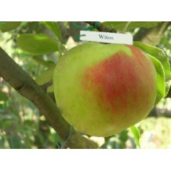 Саджанці яблуні сорт Витос