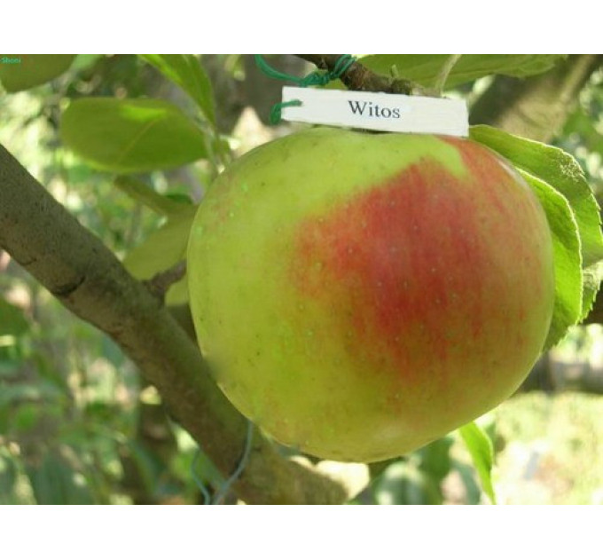 Саджанці яблуні сорт Витос