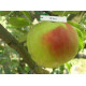 Саджанці яблуні сорт Витос