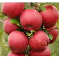 Яблуня осіння сорт Гала Шнига, підщепа М9