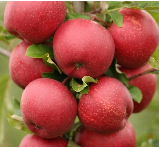 Яблуня осіння сорт Гала Шнига, підщепа М9