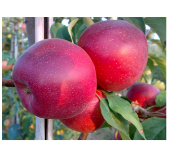 Яблуня осіння сорт Гала Шнига, підщепа М9