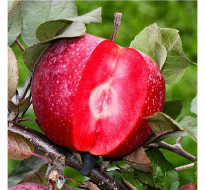 Яблуня сорт Джеромін