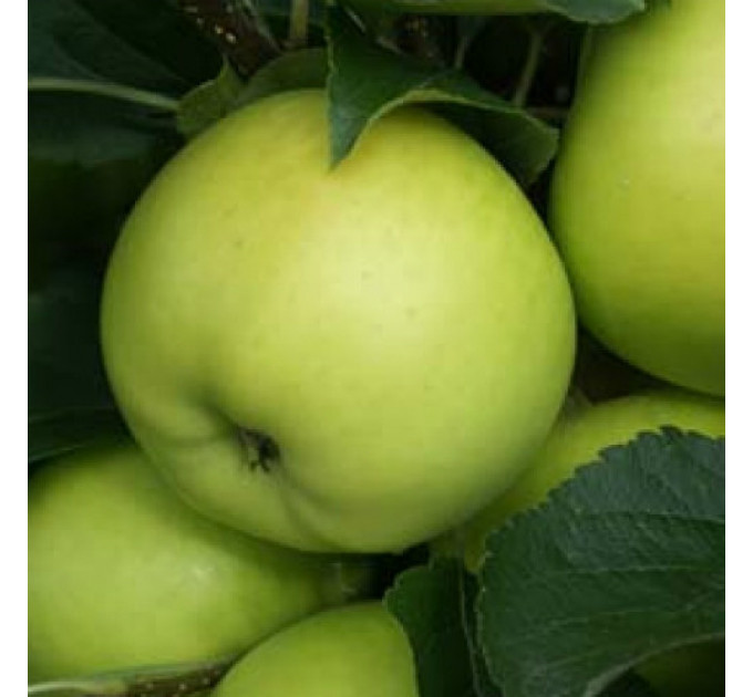 Яблуня осіння сорт Гринсливз, підщепа 54-118