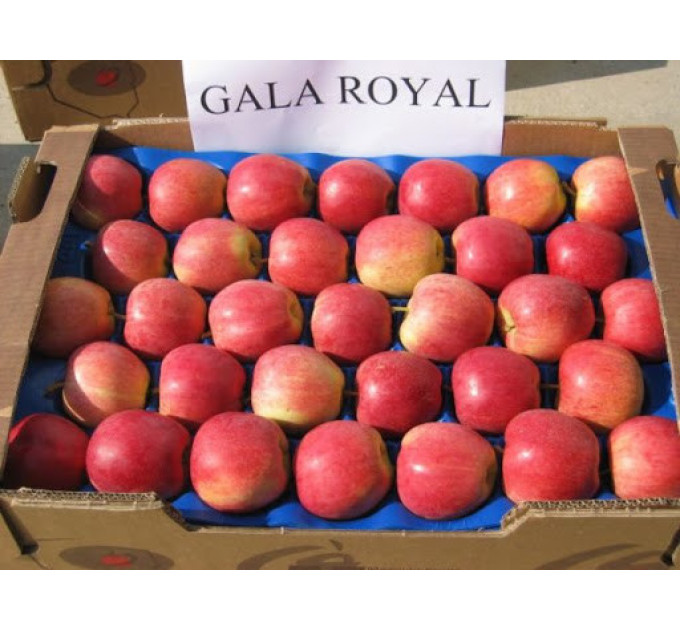 Яблуня осіння сорт Гала Роял, підщепа М9