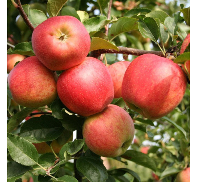 Яблуня осіння сорт Гала Роял, підщепа М9